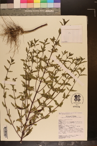 Trichostema dichotomum image