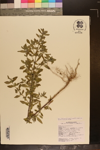 Trichostema dichotomum image