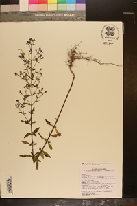 Trichostema dichotomum image