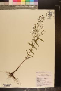 Trichostema dichotomum image