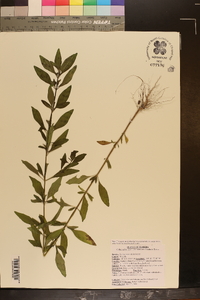 Trichostema dichotomum image