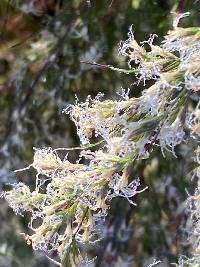 Eupatorium capillifolium image