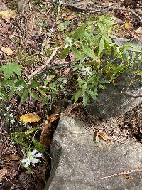 Silene stellata image