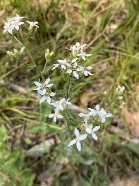 Sericocarpus asteroides image