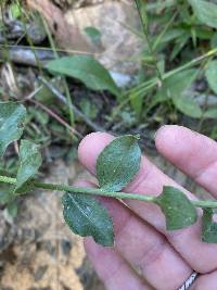 Sericocarpus asteroides image