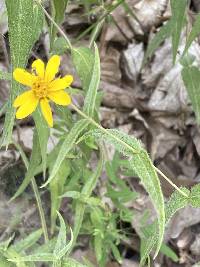 Helianthus divaricatus image