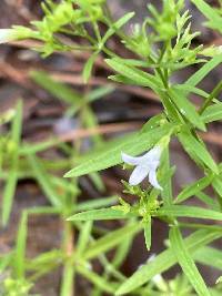 Houstonia longifolia image