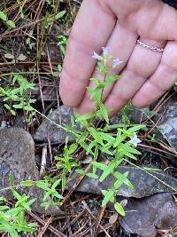 Houstonia longifolia image