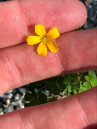 Oxalis colorea image