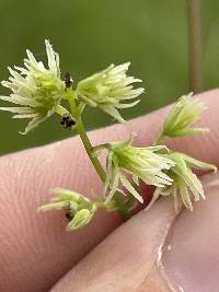 Thalictrum amphibolum image