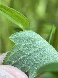 Thalictrum amphibolum image