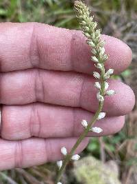 Aletris farinosa image