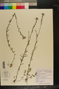 Nuttallanthus texanus image