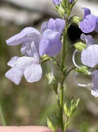 Nuttallanthus texanus image