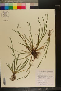 Sisyrinchium rosulatum image