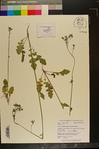 Youngia japonica image