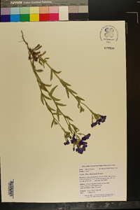 Phlox drummondii image