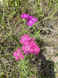 Phlox drummondii image