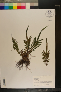 Pteris vittata image