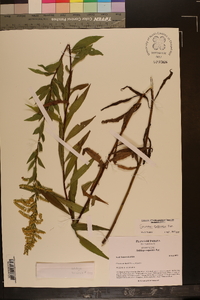 Solidago rupestris image