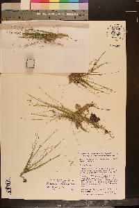 Eleocharis microcarpa var. filiculmis image