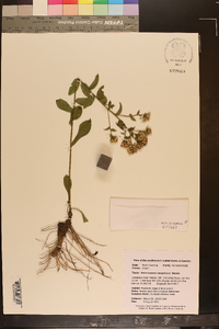 Image of Sericocarpus caespitosus