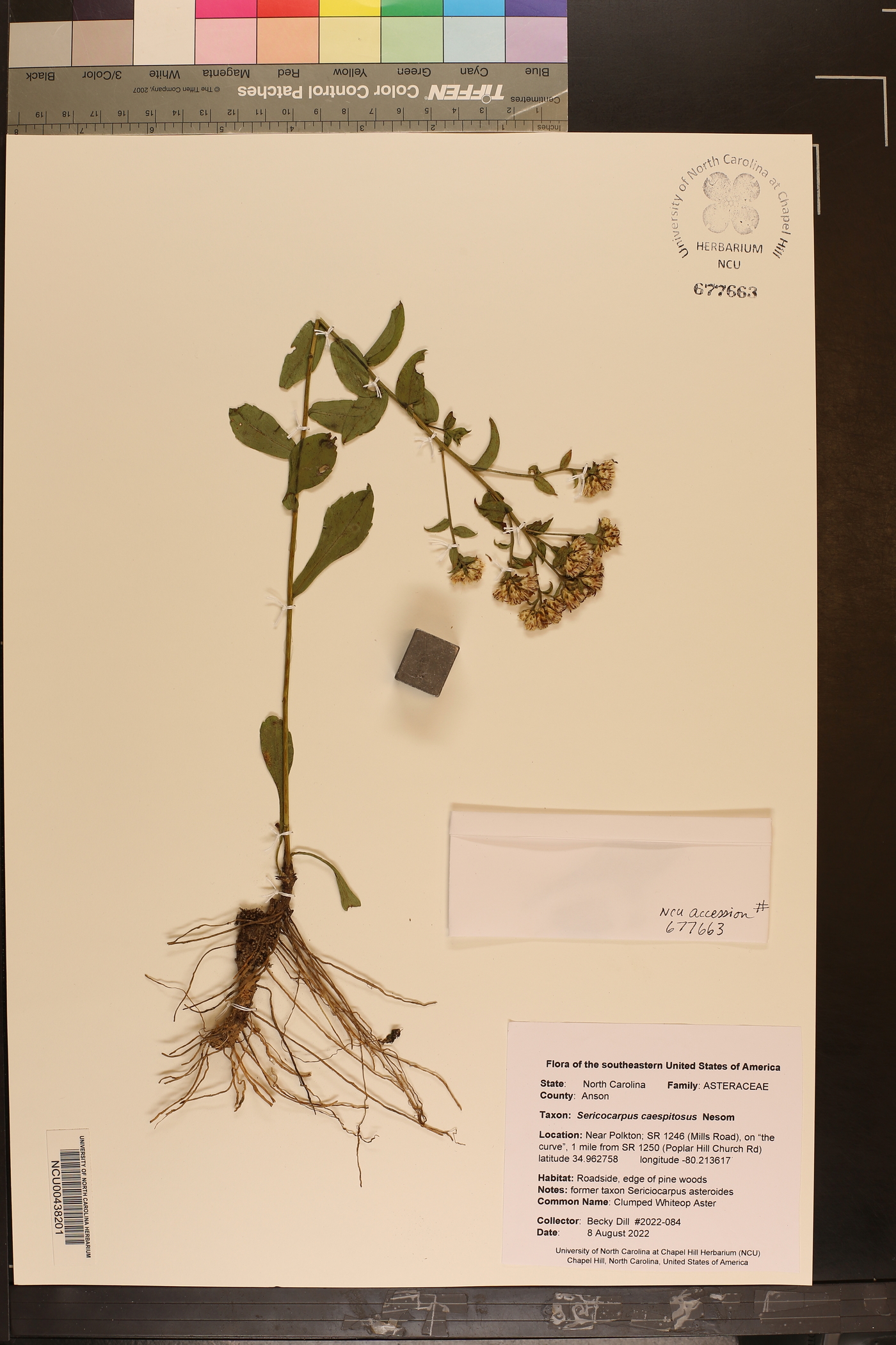 Sericocarpus caespitosus image
