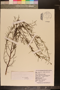 Ludwigia linearis image