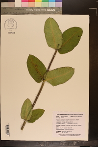 Asclepias amplexicaulis image