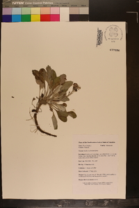 Packera antennariifolia image