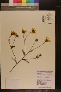 Helianthus laevigatus image