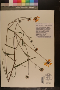 Helianthus angustifolius image