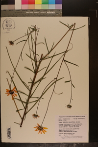 Helianthus angustifolius image