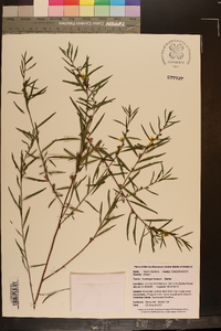 Ludwigia linearis image