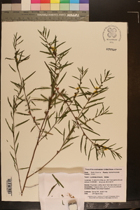 Ludwigia linearis image