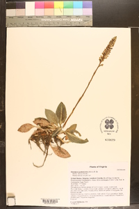 Goodyera pubescens image