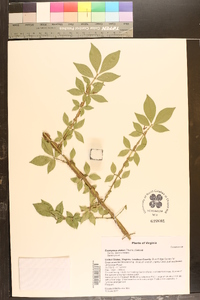 Euonymus alatus image