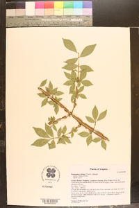 Euonymus alatus image