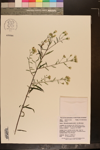 Brickellia eupatorioides image