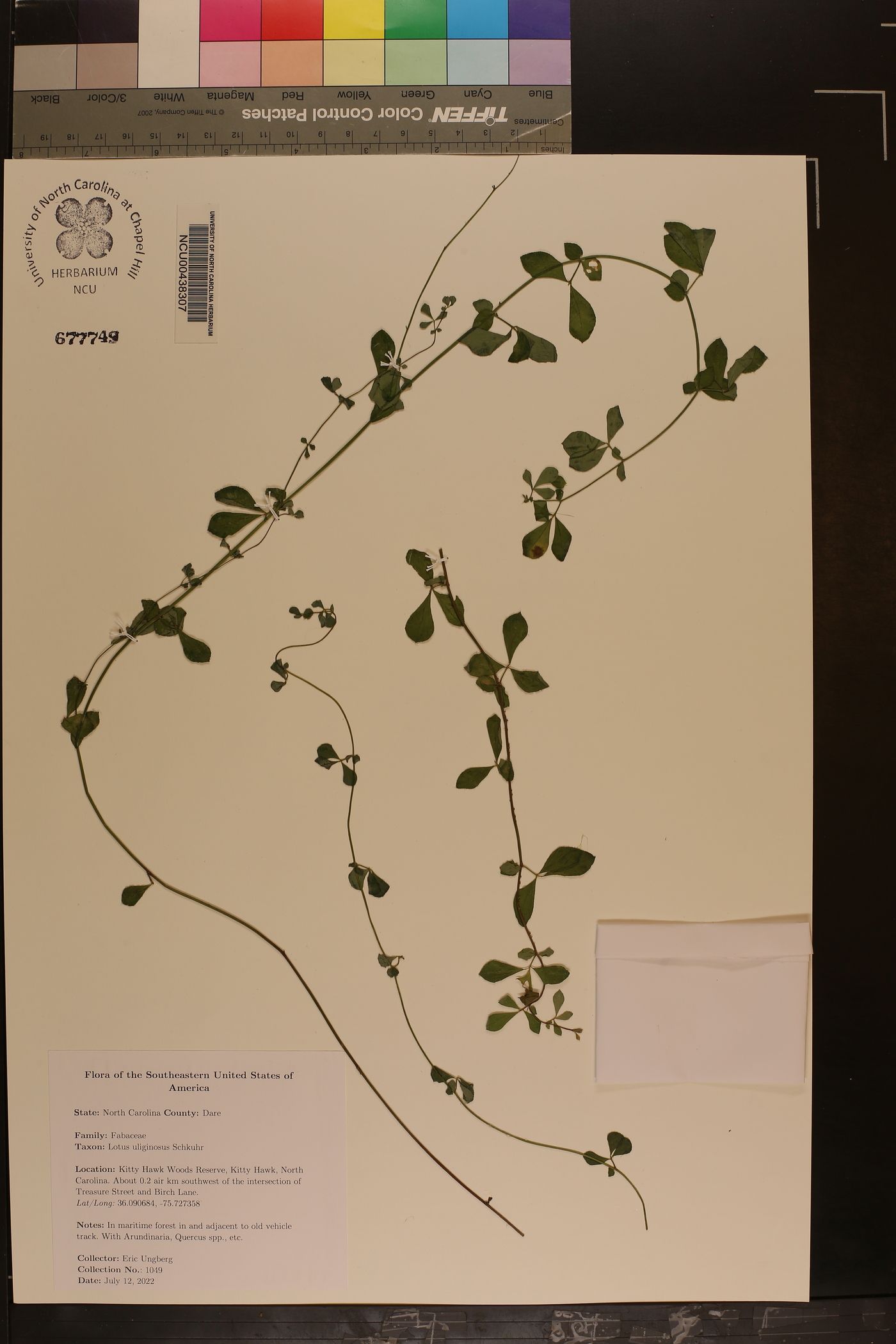 Lotus uliginosus image