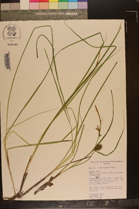 Carex bullata image