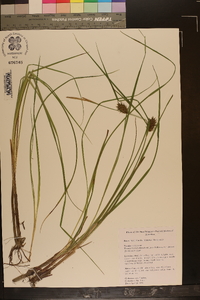 Carex bullata image