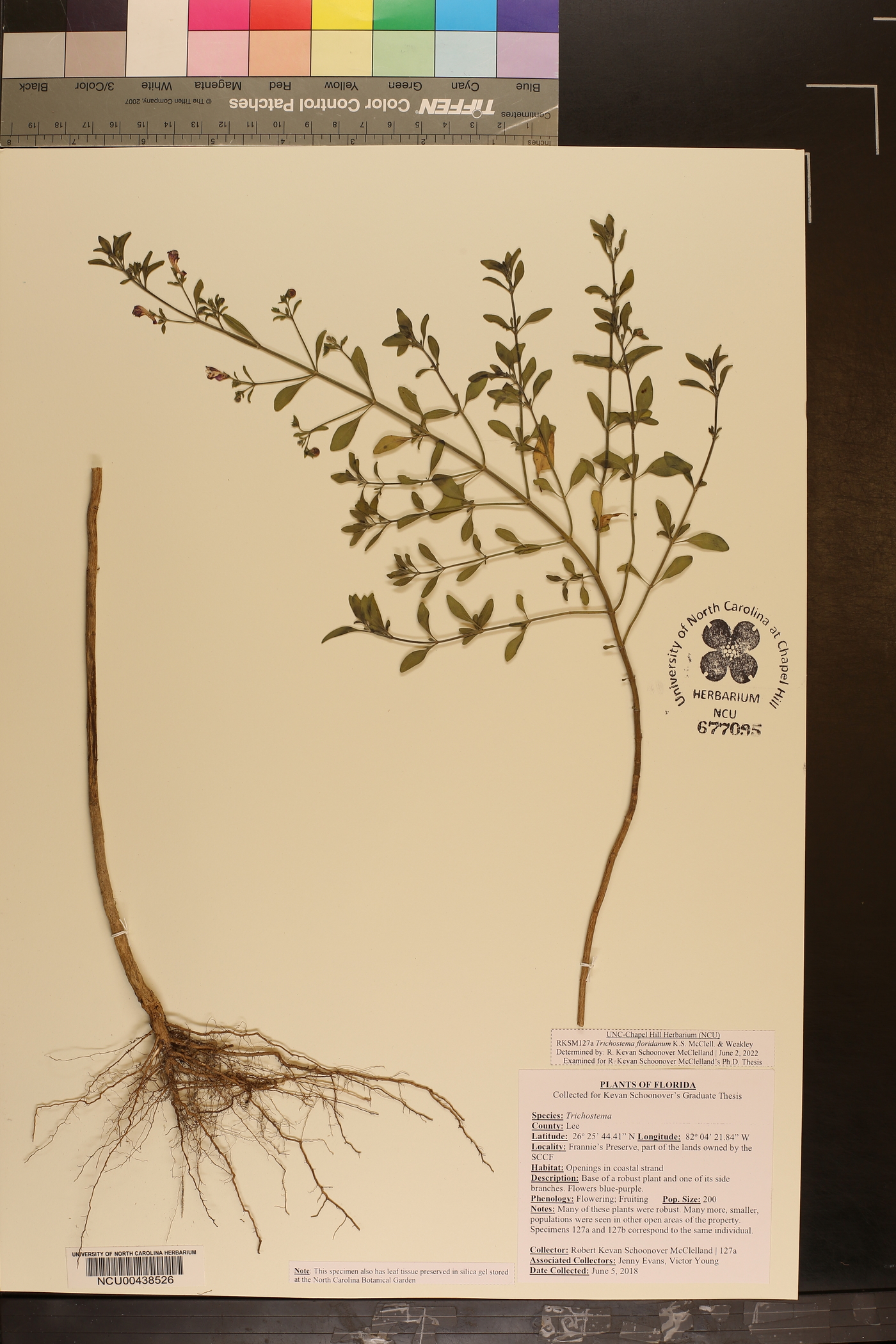 Trichostema floridanum image