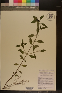 Trichostema fruticosum image