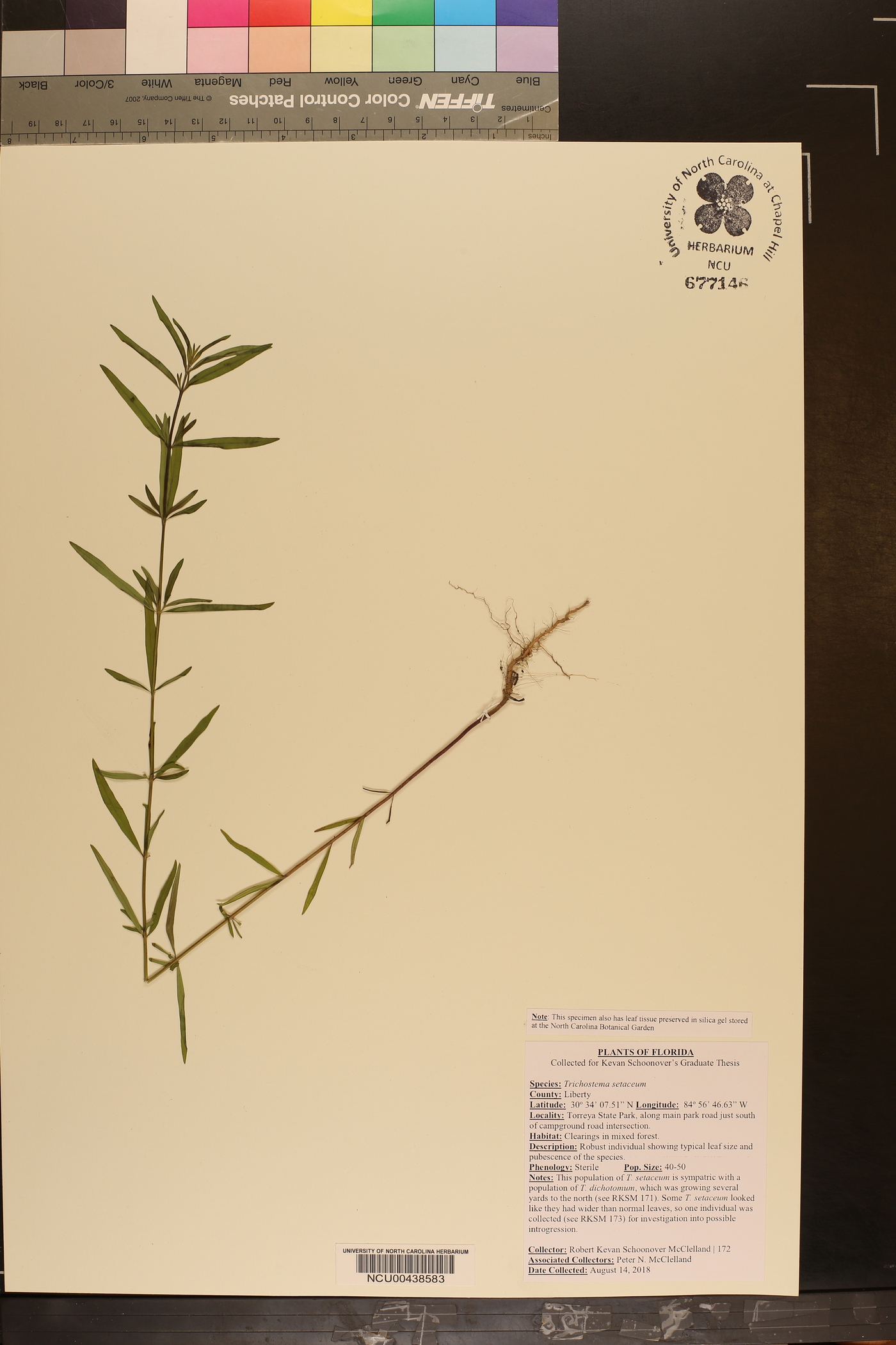 Trichostema setaceum image