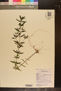 Trichostema setaceum image