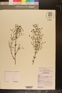 Trichostema microphyllum image