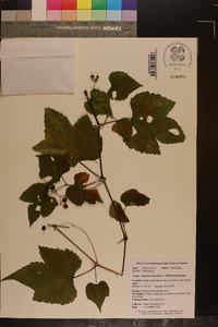 Ampelopsis heterophylla var. vestita image