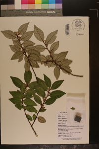 Elaeagnus pungens image