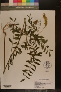 Astragalus canadensis image